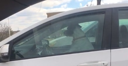VIDEO Dokaz da psima nedostajemo čak i kada ih ostavimo same na nekoliko minuta