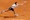 Video: Melzer izbacio Federera u Monte Carlu!