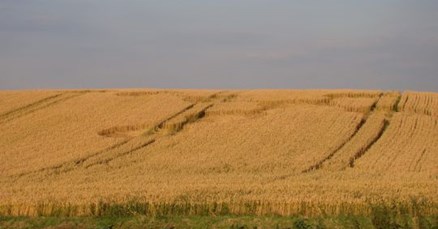 Pogledajte krugove u žitu u Svetom Martinu: Međimurje opet posjetili "mali zeleni"?
