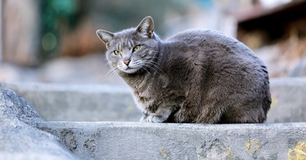Zašto vaša maca voli napuštati svoj dom?
