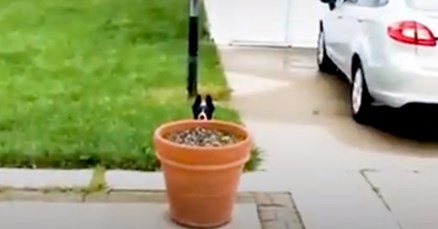 VIDEO Kujica je vlasnika odlučila prevariti na urnebesan način kako bi još ostala vani