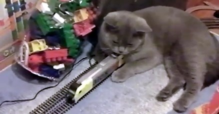 Depresivnu mačku zaboli za sve na svijetu