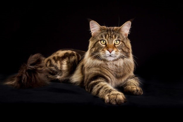 Maine coon: Mačka koju nazivaju nježnim divom! Zašto?