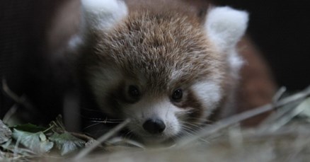 Traži se ime za preslatkog malog crvenog pandu iz zagrebačkog ZOO-a