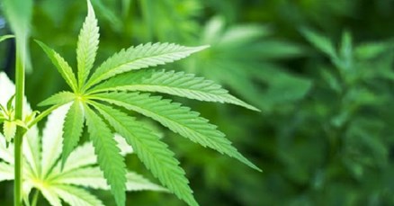 Zimbabve legalizirao marihuanu za medicinsku upotrebu