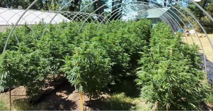 Trudeau planira legalizirati rekreacijsko korištenje marihuane u cijeloj državi