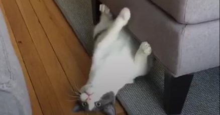 VIDEO Ova maca je pet puta izgubila dom jer je problematična