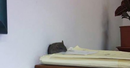 FOTO Invazija glodavaca na splitski sud, miševi zagospodarili sudnicama