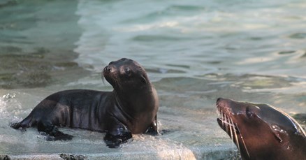 Stiglo preslatko mladunče morskog lava u zagrebački ZOO