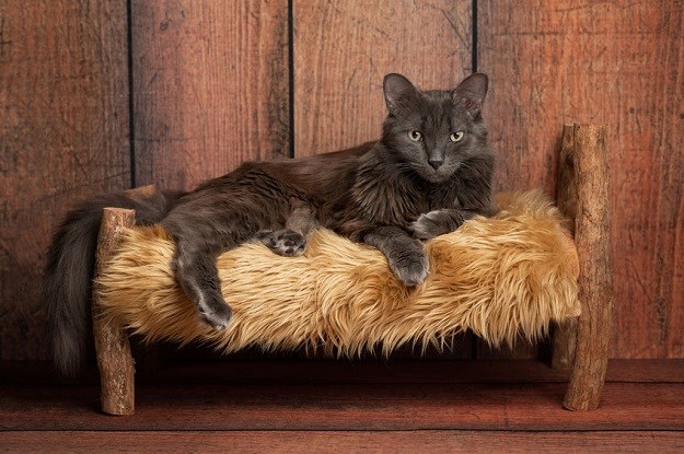 Nebelung mačka: Zanimljivosti o stvorenju iz magle