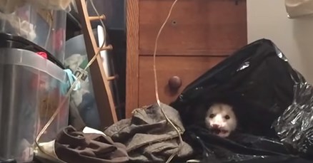 VIDEO Čula je čudne zvukove koji su dopirali iz ormara, a ono što je zatekla začudilo je cijeli svijet