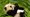 Ma kakvo hodanje: Ova panda obožava se kotrljati