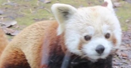 VIDEO Ovaj par crvenih pandi iz zagrebačkog ZOO-a nešto je najslađe što ćete vidjeti danas