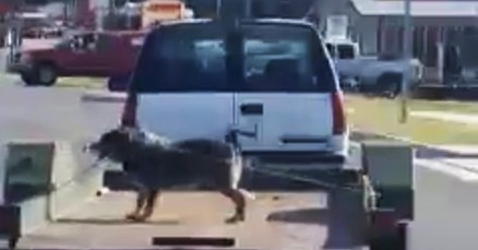 Nepoznata osoba svezala psa i vozila ga na otvorenoj prikolici, komentar policije zgrozio građane