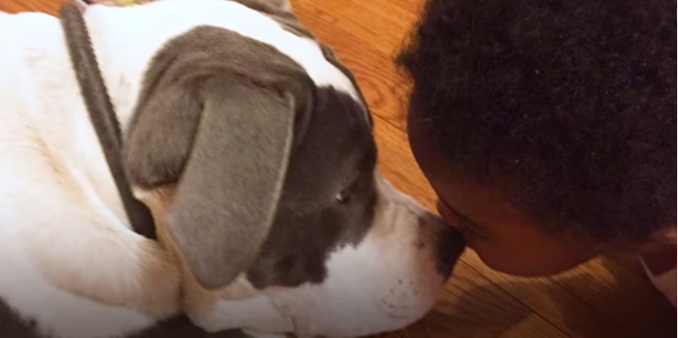 Pit bull i njegov maleni vlasnik odrastaju skupa i svojim prijateljstvom razbijaju predrasude