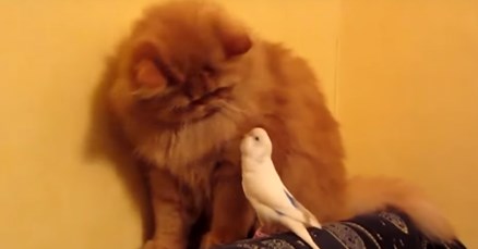 VIDEO Tko je gazda u kući, papiga ili mačka?