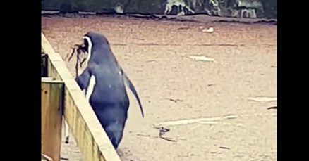 ZOO strave i užasa: Krvava žirafa, pingvini bez vode, izgladnjeli klokan i 500 mrtvih životinja u 4 godine