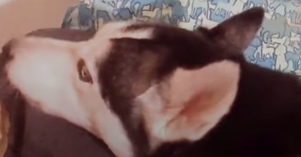 VIDEO Njezina se kujica jako naljutila, no nije mogla odoljeti jednoj stvari i to je zaista preslatko