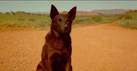 Red Dog - novi početak