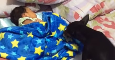VIDEO Ovaj je psić naučio ušuškati svog malog vlasnika