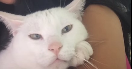 VIDEO Ova je maca postala poznata zbog svoje nevjerojatne sposobnosti - Ona zna pjevati!