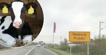 Ljubav je u Prijedoru: Prodala tele da plati taksi od Varaždina do BiH