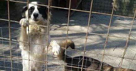 Udruga Šapica: Ovo je kraj, lokalna vlast nam uopće ne izlazi u susret oko novog azila!