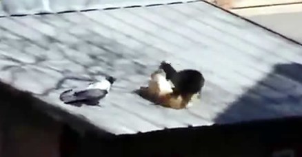 Podla vrana posvađala dvije mačke, pa likovala izdaleka