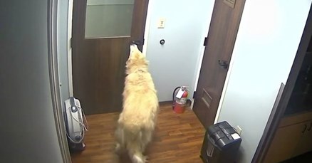 VIDEO Pas pokazao nevjerojatnu spretnost - otvorio je troja vrata i pobjegao iz bolnice