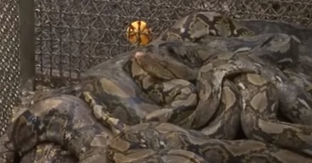 VIDEO Bangkok je pod najezdom zmija, a uzrok tomu natjerat će vas na razmišljanje