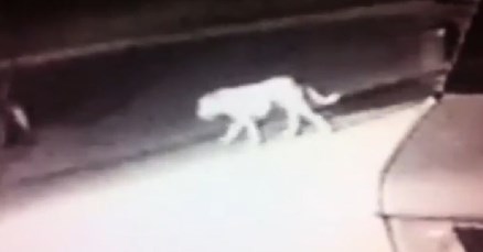 Ulicama Los Angelesa luta misteriozna zvijer