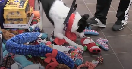 VIDEO Ove životinje iz azila dobile su prava božićna iznenađenja