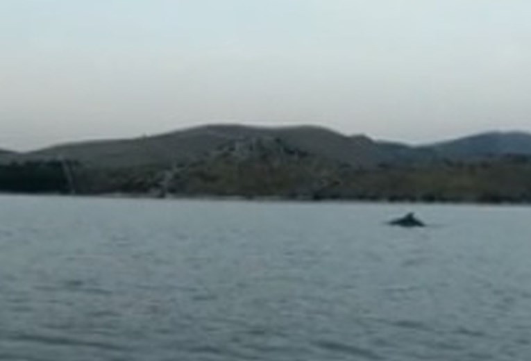 Nakon morskog psa, u uvali kod Šibenika viđen dupin