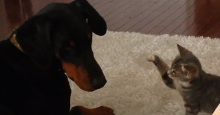 VIDEO Preslatka Ninja maca pokazala je dobermanu tko je šef u kući