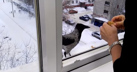 VIDEO Vrana je u ured ovih ljudi ušla samo zbog jedne stvari