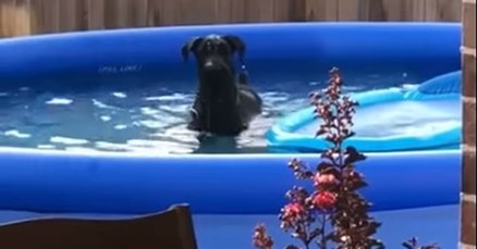 VIDEO Reakcija ovog psa nakon što ga vlasnik ulovi u bazenu je genijalna