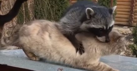 VIDEO Rakun se pokušao sprijateljiti s mačkama, no to nije prošlo najbolje