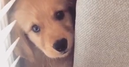 VIDEO Preplašeni labrador skriva se od strašnog usisivača iza kauča