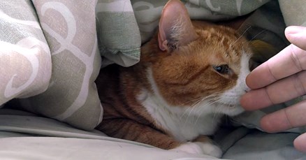 VIDEO Ovaj se mačak jako ljuti na svog vlasnika zbog odlaska veterinaru