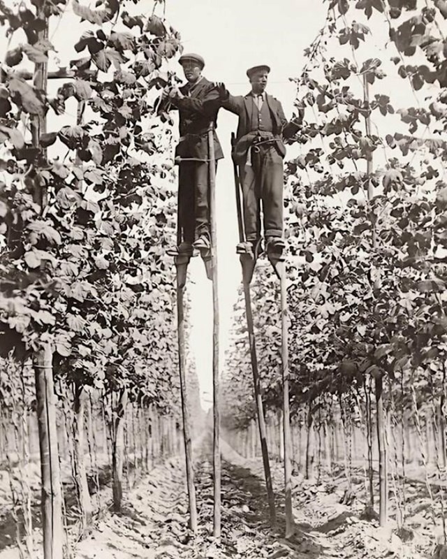 Berači hmelja na štulama u Favershamu u Engleskoj 1920-ih