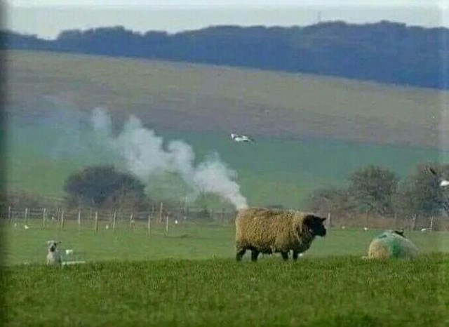 Dobro je pojela