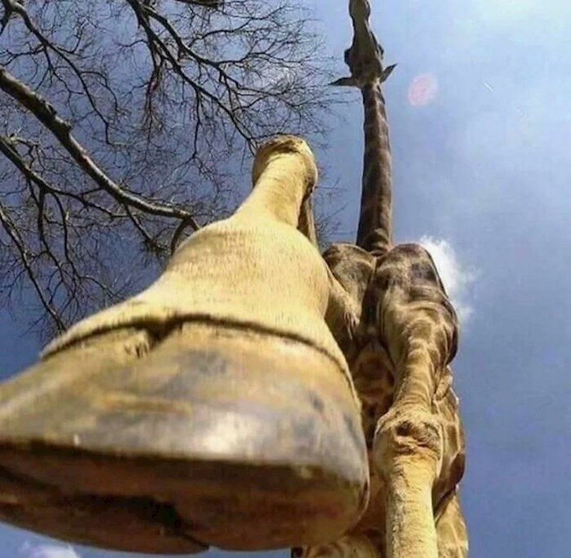 Žirafa fotkana odozdo