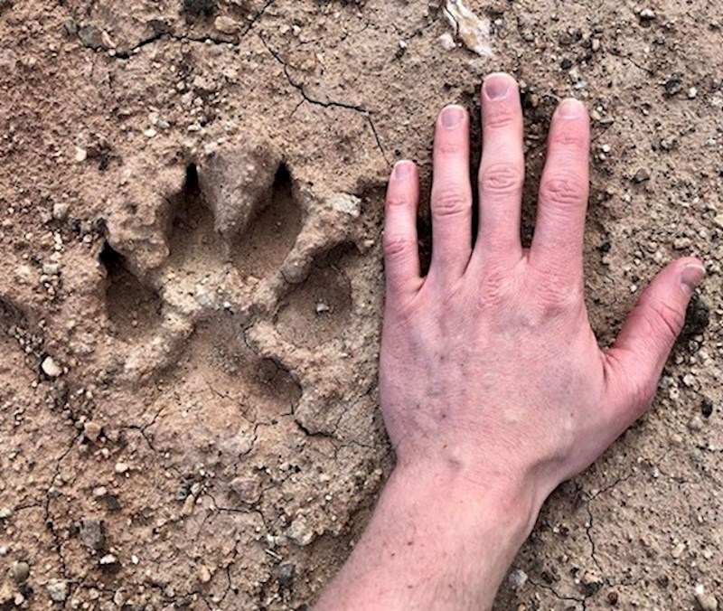 Išao je u šetnju i naišao na ovo