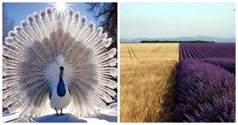 19 idiličnih prizora savršenog sklada koje nam je priredila priroda