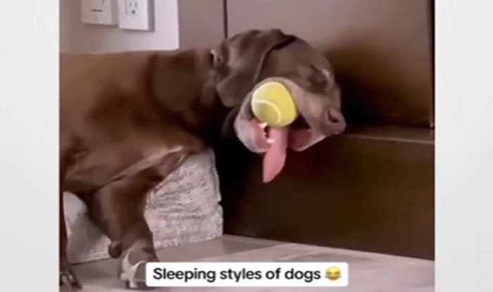 Vlasnici su uhvatili pse kako spavaju u najluđim mogućim pozama, odmah su postali viralni hit!