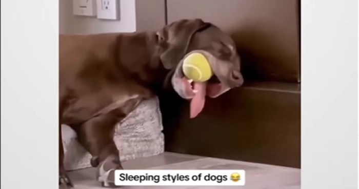 Vlasnici su uhvatili pse kako spavaju u najluđim mogućim pozama, odmah su postali viralni hit!