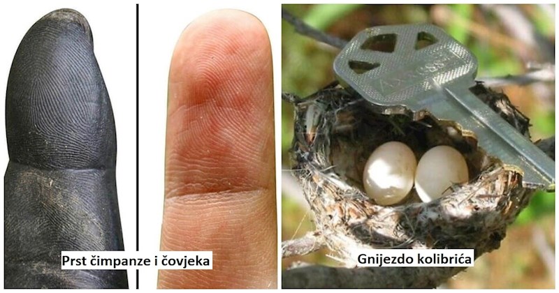 18 zanimljivih fotki usporedbi koje bi vam mogle promijeniti percepciju o nekim stvarima