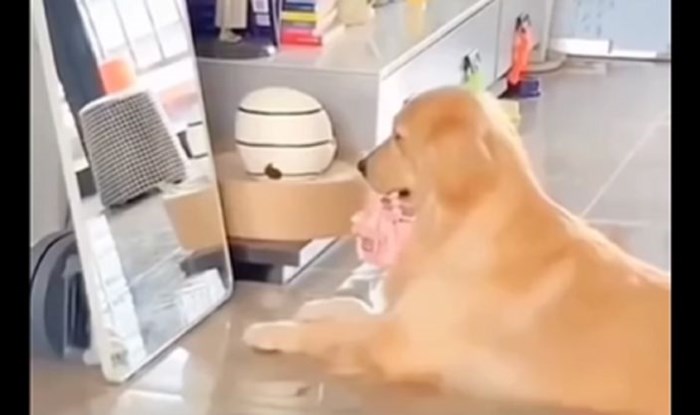 Snimka psa pred ogledalom koji imitira vlasnicu nasmijala je stotine tisuća, morate vidjeti što radi