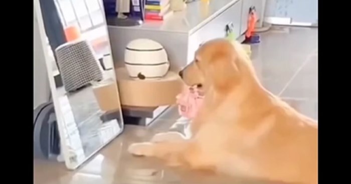 Snimka psa pred ogledalom koji imitira vlasnicu nasmijala je stotine tisuća, morate vidjeti što radi