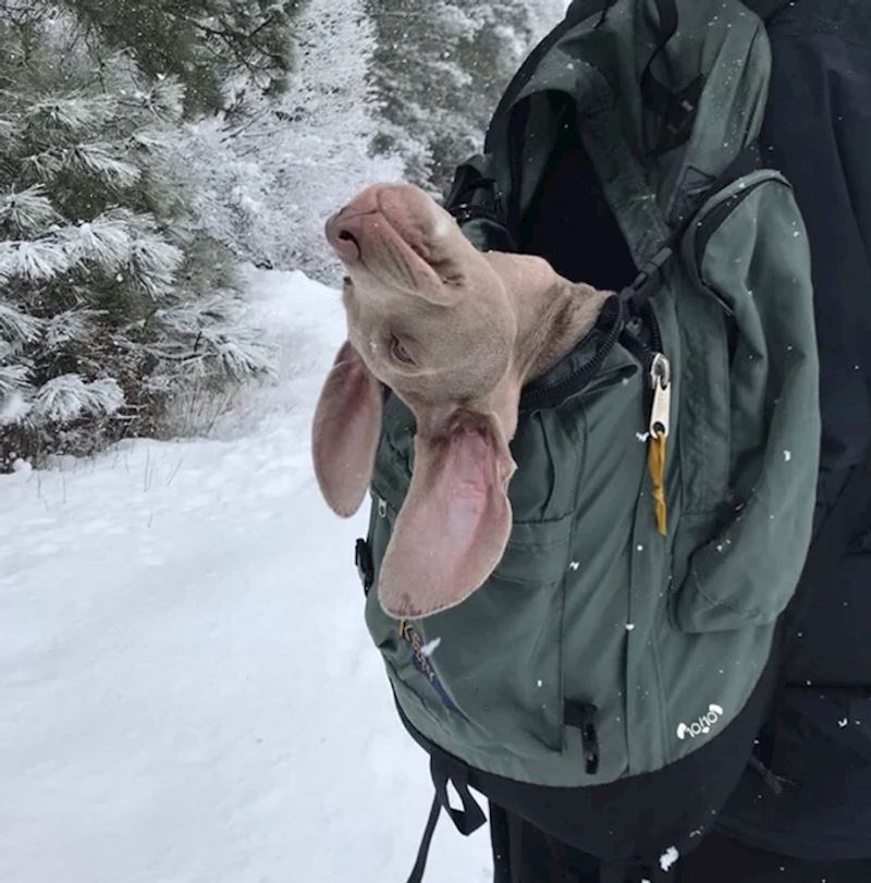 12. Njegov prvi snijeg